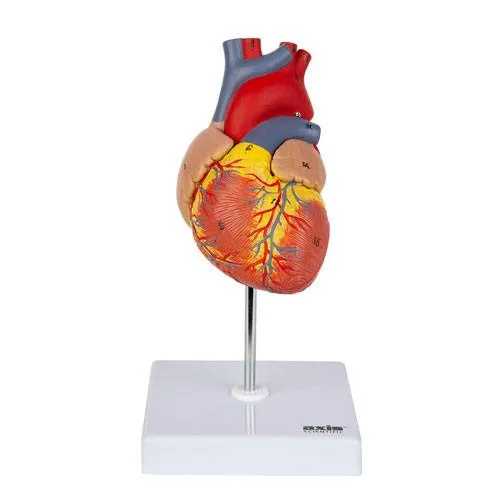 3d heart model gift