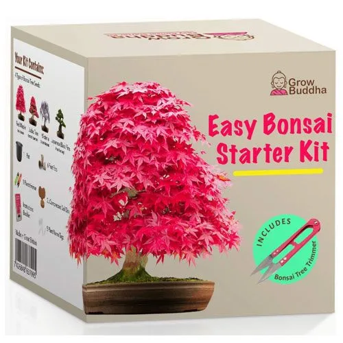 bonsai tree kit
