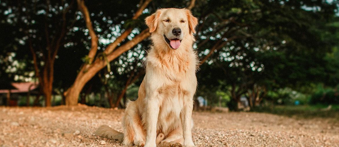 27 Best Gifts For Golden Retriever Lovers (Top Picks!)