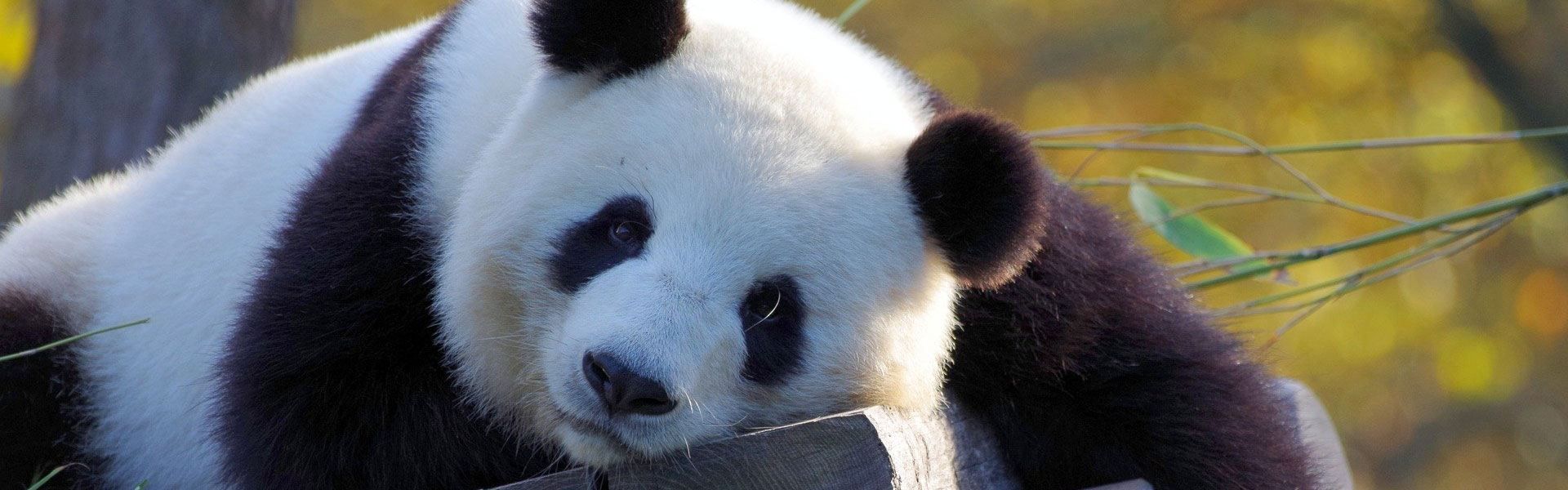 27 Cute Panda Gifts For Panda Lovers Of All Ages